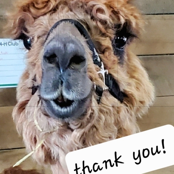 FOUND -- BIG Feather 11½ inch BEAUTIFUL Pheasant Bird Odd Decor Nature Outside - Picture 12 of 12